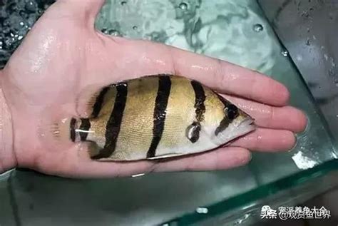 虎魚|比較齊全的虎魚品種圖鑑參考和飼養攻略 